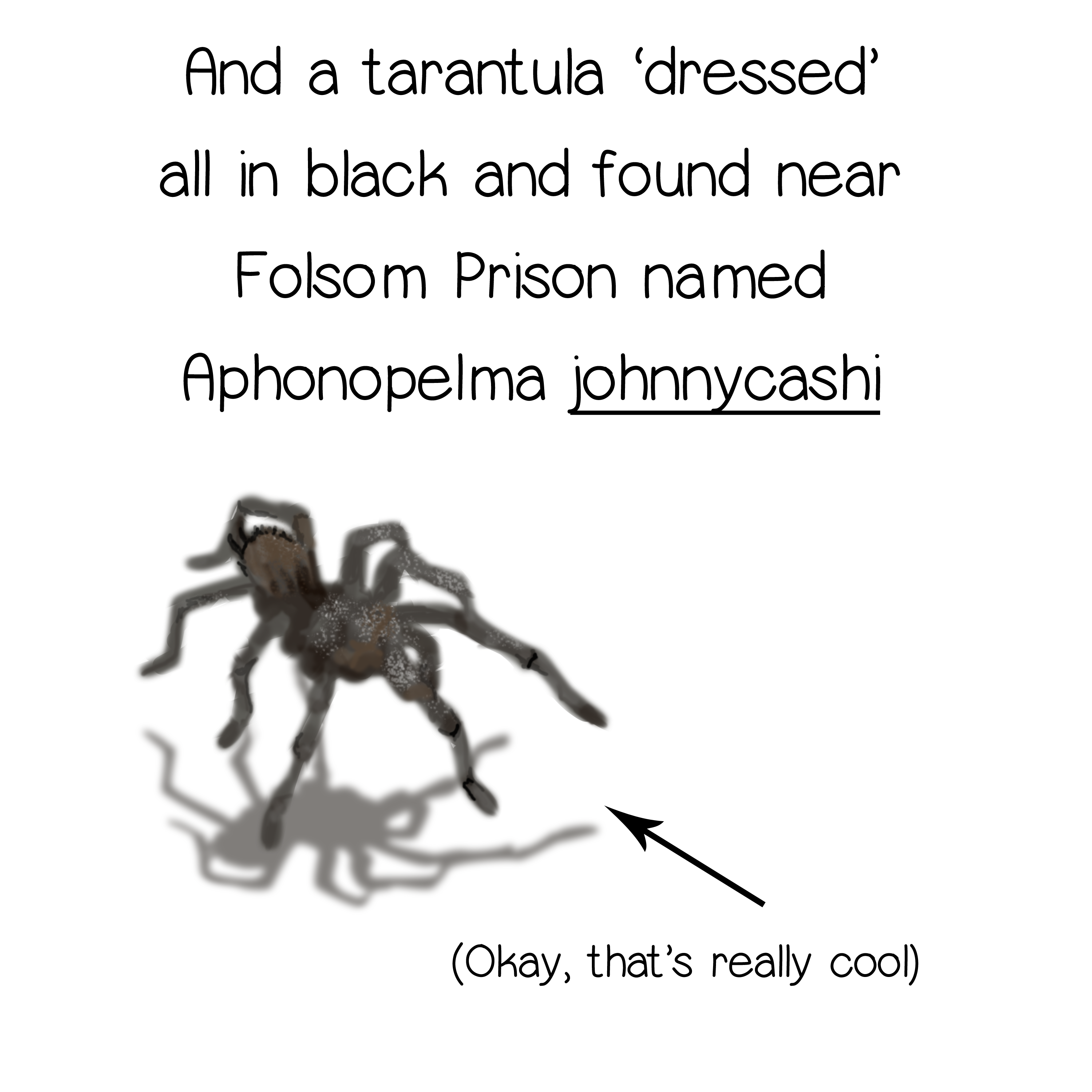 Tarantula named for Johnny Cash