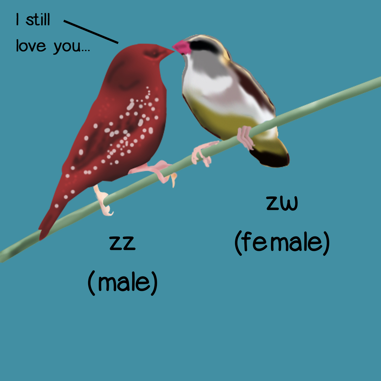 Male bird to female - 'I still love you'
