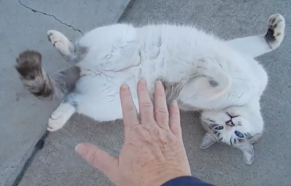 Pet kitty ... it's a trap!